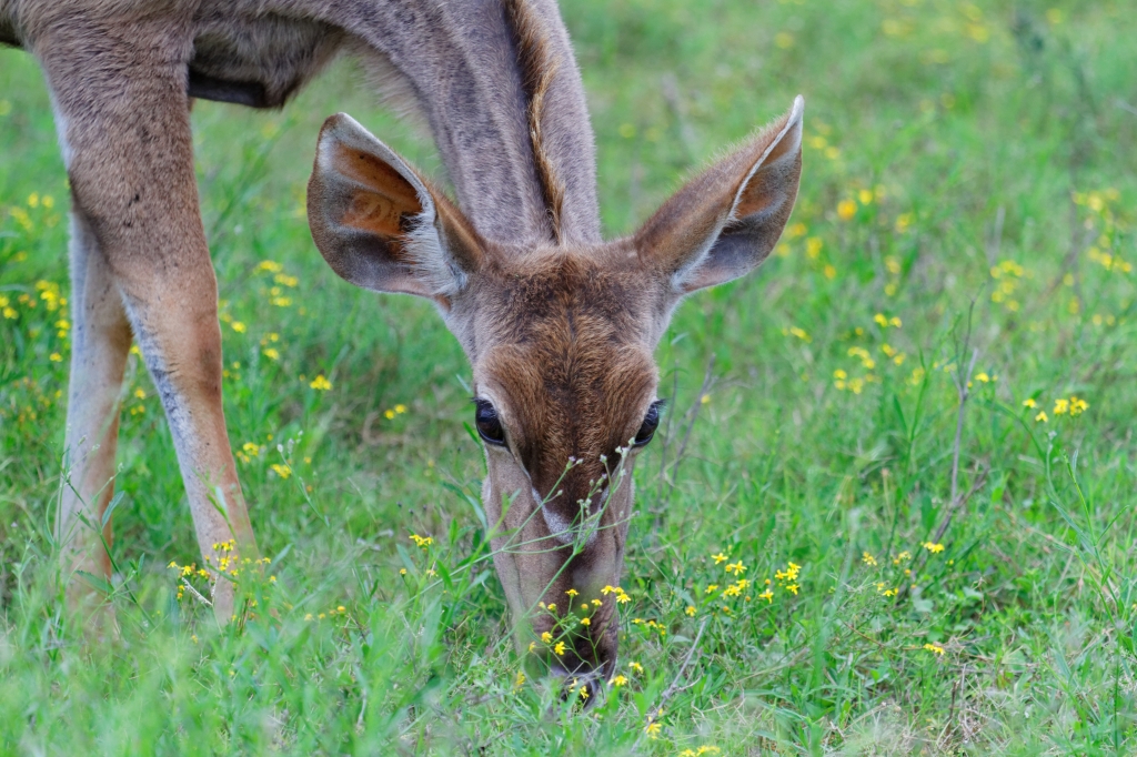 06 - Addo Elephant NP (16)-Grand Koudou.jpg